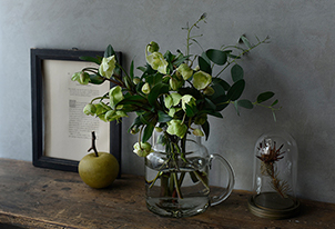 寒い時期に、健気に咲くクリスマスローズ