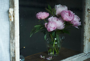 梅雨の室内を明るくする、大輪のシャクヤク