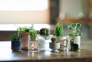デスクにも飾れる、手のひらサイズの観葉植物